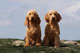 BASSET FAUVE DE BRETAGNE 001